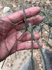 Forchhammeria watsonii