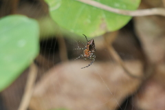 Alpaida gallardoi