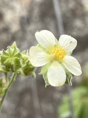 Abutilon xanti