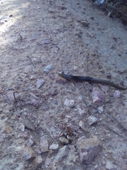 Diploglossus lessonae