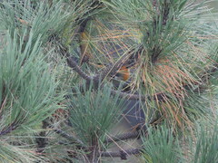 Peucedramus taeniatus