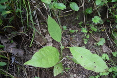 Magnolia dealbata
