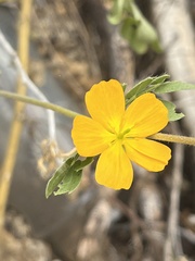 Kallstroemia peninsularis