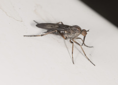 Empis
