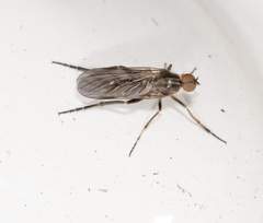 Empis