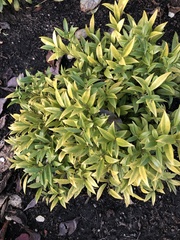 Sarcococca