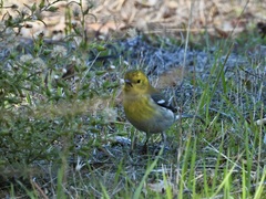 Setophaga townsendi × occidentalis