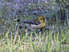 Setophaga townsendi × occidentalis