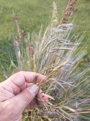 Bromus auleticus