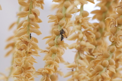 Polybia occidentalis