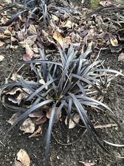 Ophiopogon planiscapus