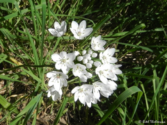 Allium neapolitanum