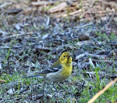 Setophaga townsendi × occidentalis