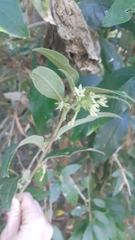 Cestrum strigilatum