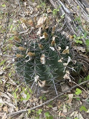 Ferocactus townsendianus