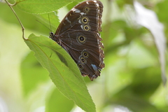 Morpho