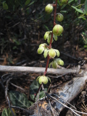Pyrola crypta
