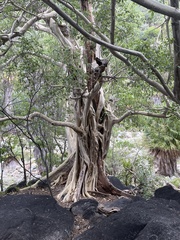 Ficus petiolaris palmeri
