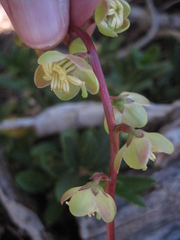 Pyrola crypta