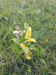 Oxypetalum solanoides