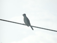 Tyrannus caudifasciatus