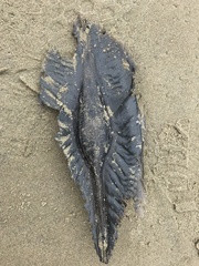 Callorhinchus milii