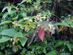 Aristotelia chilensis