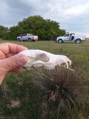 Lycalopex gymnocercus