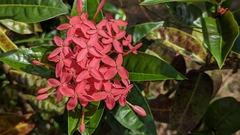 Ixora coccinea