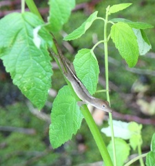 Anolis grahami