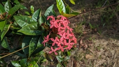 Ixora coccinea