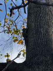 Sciurus carolinensis