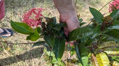 Ixora coccinea