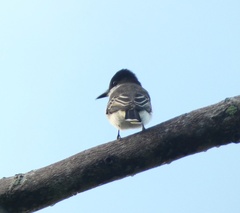 Tyrannus caudifasciatus