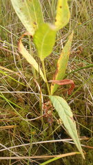 Lysimachia thyrsiflora
