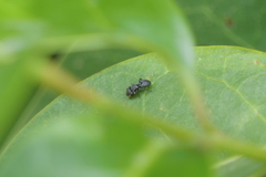 Cephalotes