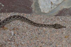 Madagascarophis colubrinus