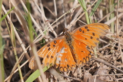 Dione vanillae maculosa
