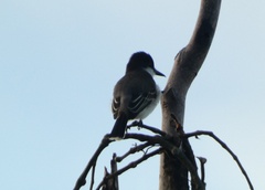 Tyrannus caudifasciatus