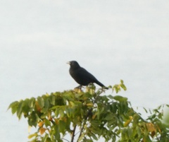 Corvus jamaicensis