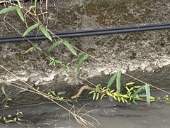 Fowlea flavipunctata