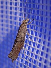 Ypsolopha horridella