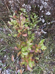 Myricaceae