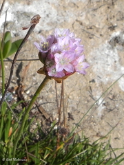Armeria curvifolia