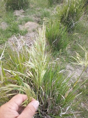 Bromus auleticus