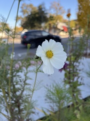 Cosmos parviflorus