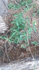 Dicliptera squarrosa