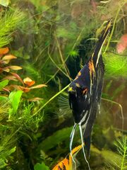 Pterophyllum