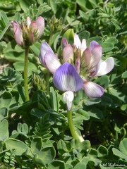 Astragalus amatus
