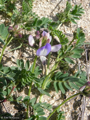 Astragalus amatus